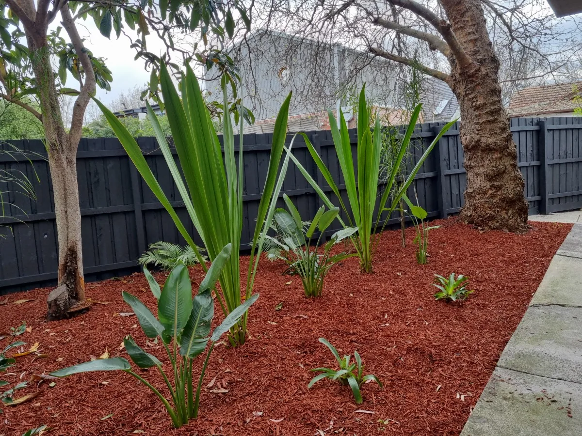 Painted dark timber fence in a landscaped Melbourne garden